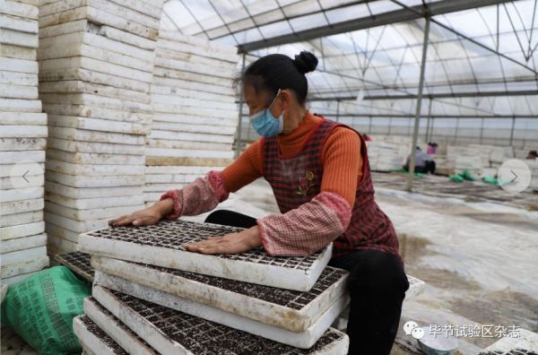 “中国皱椒之乡”—大方：防疫生产两手抓 辣椒育苗春种忙4