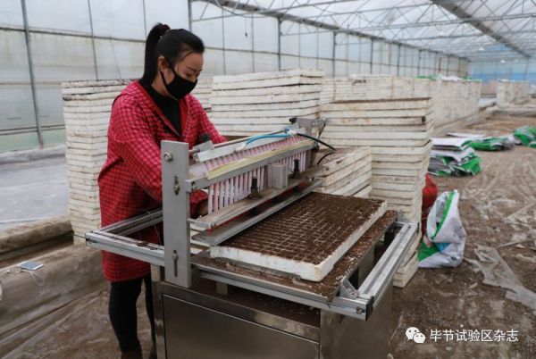 “中国皱椒之乡”—大方：防疫生产两手抓 辣椒育苗春种忙5