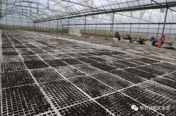 “中国皱椒之乡”—大方：防疫生产两手抓 辣椒育苗春种忙6