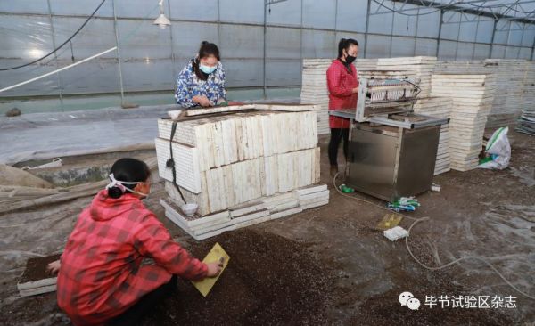 “中国皱椒之乡”—大方：防疫生产两手抓 辣椒育苗春种忙7