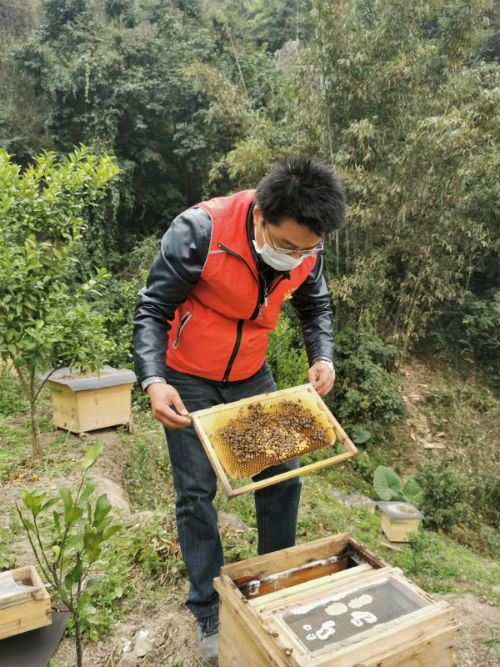乐业县百坭村驻村第一书记杨杰兴查看村里养殖的蜜蜂（2月26日摄）。