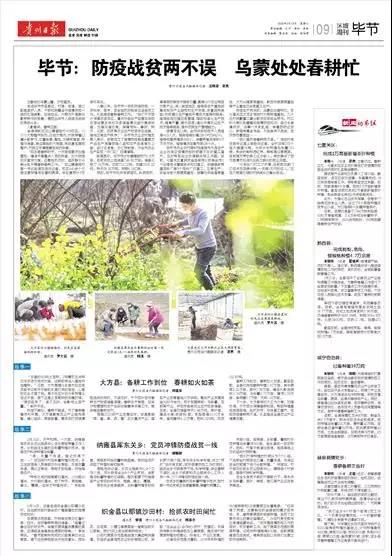 2月9日贵州日报整版报道《毕节：防疫战贫两不误  乌蒙处处春耕忙》