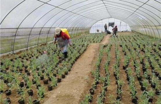 贵州百里杜鹃大水乡：兴建温室大棚 发展花卉种植