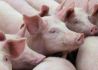 中国农业展望报告：预计今年猪肉产量同比降7.5%