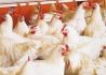 中国农业展望报告：预计2020年国内禽肉产量同比增7.2%