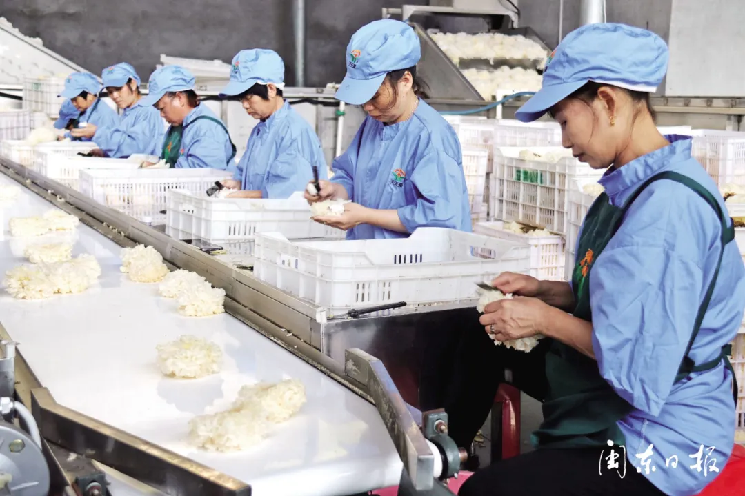 在天天源银耳工厂化生产基地 ，工人在削菇蒂操作平台上作业 。