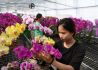 广西东兰：兰花产业助脱贫