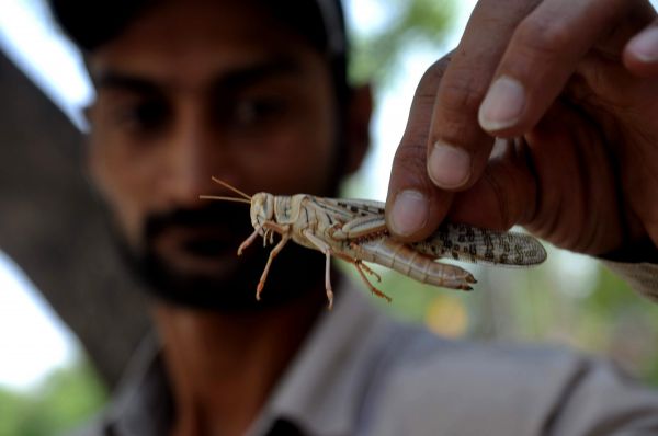 图说： 5月8日，在巴基斯坦海得拉巴，一名男子抓着一只蝗虫。 新华社发
