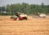 中国农科院筛选出110多份小麦抗旱耐热种质资源