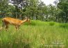 柬埔寨一自然保护区内记录到濒危坡鹿活动影像