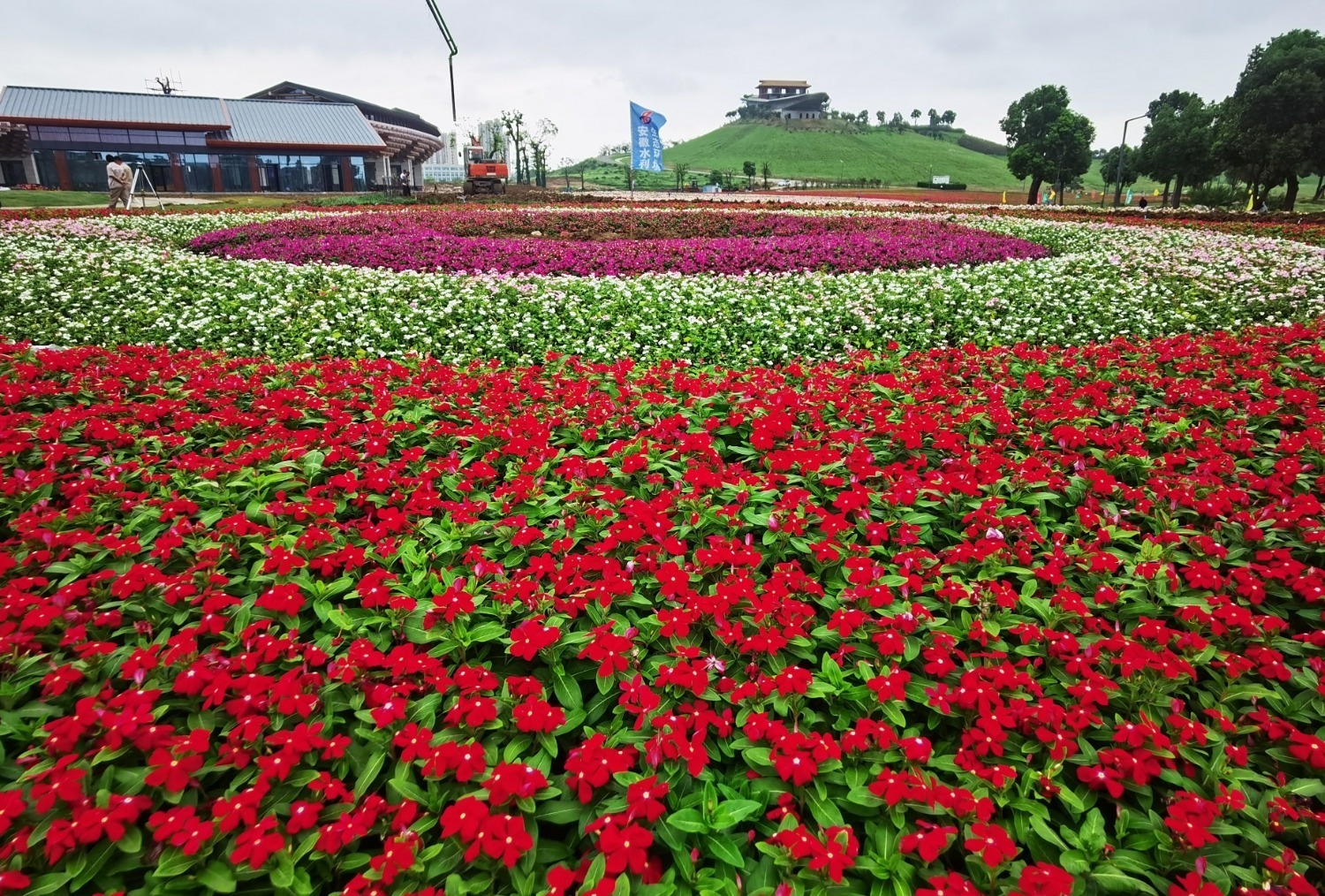 中国蚌埠古民居博览园入口的花海景观已形成规模。  刘晨 摄.png