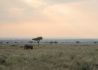 【见•闻】东非野生动物大迁徙如期而至 肯尼亚云直播向全球游客“种草”