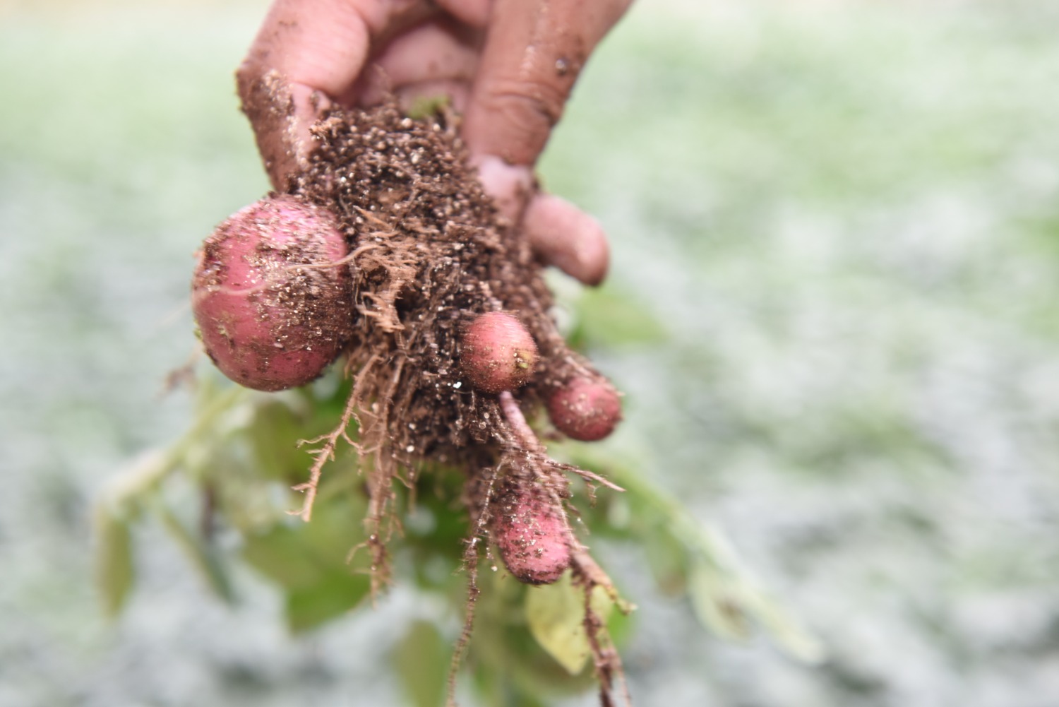 ZJS_7770.JPG ZJS_7770.JPG