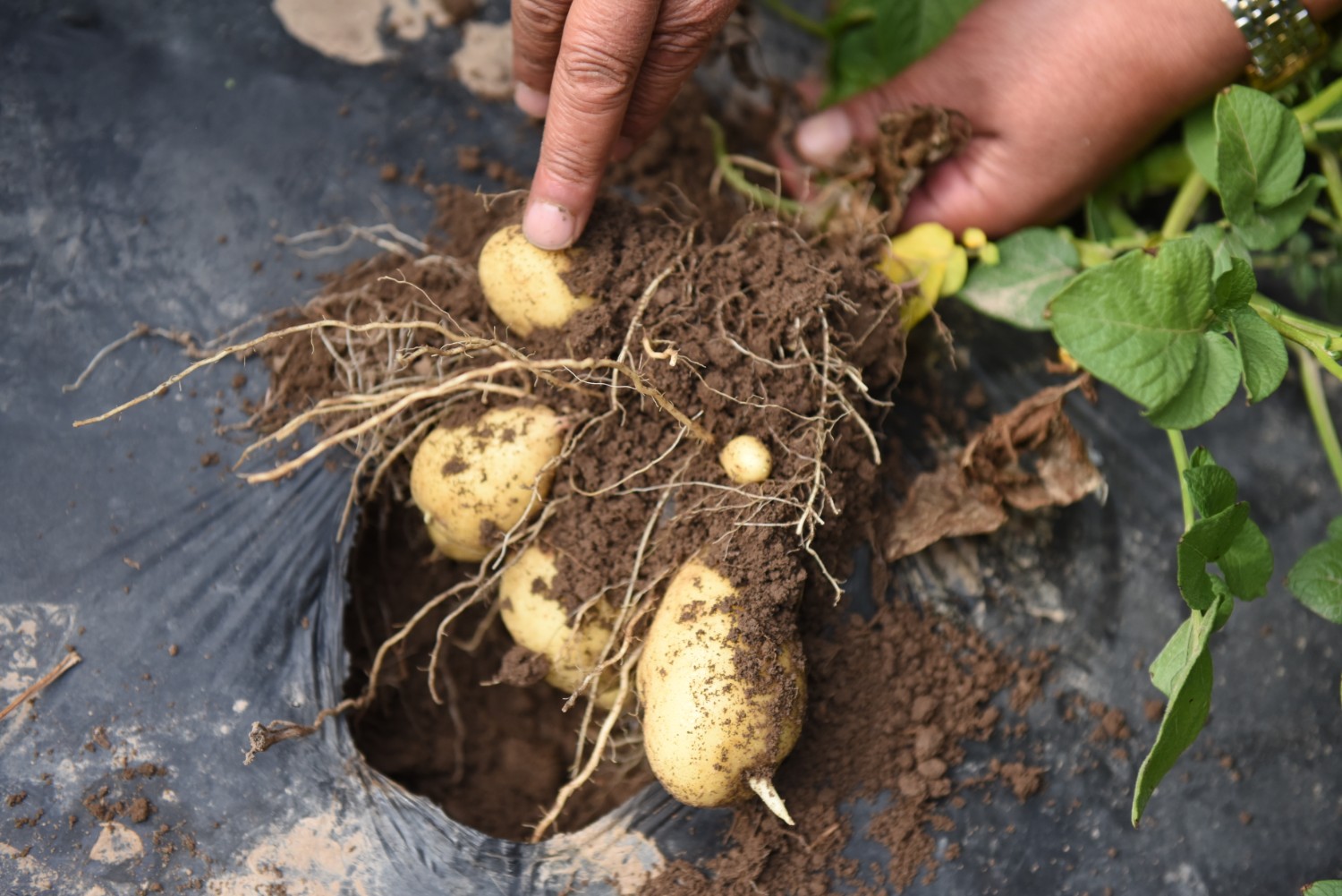 ZJS_7729.JPG ZJS_7729.JPG