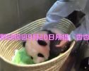 旅日熊猫宝宝：翻滚吧，“香香”公主！