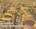 “中国葵花之乡”葵花籽产量高价格好收入多