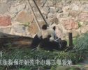 别人家的“晨练”！看大熊猫妈妈如何对付“熊孩子”？