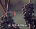 摩塞尔十五世：奉献一生 打造世界闻名的中国葡萄酒品牌 